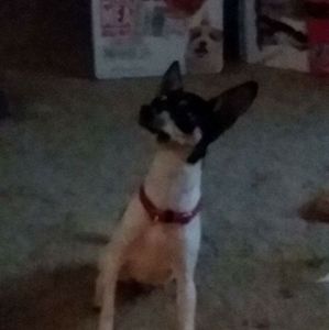 Meet your Posher, Elda